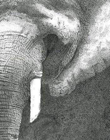 L’Eléphant