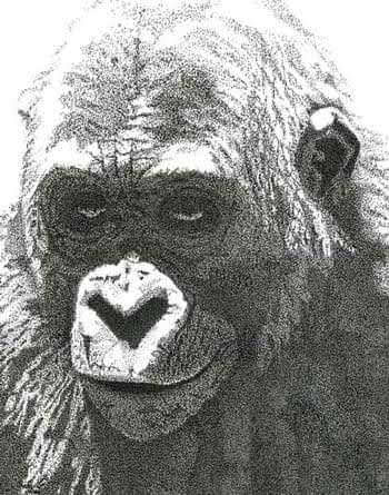 Le Regard du Gorille